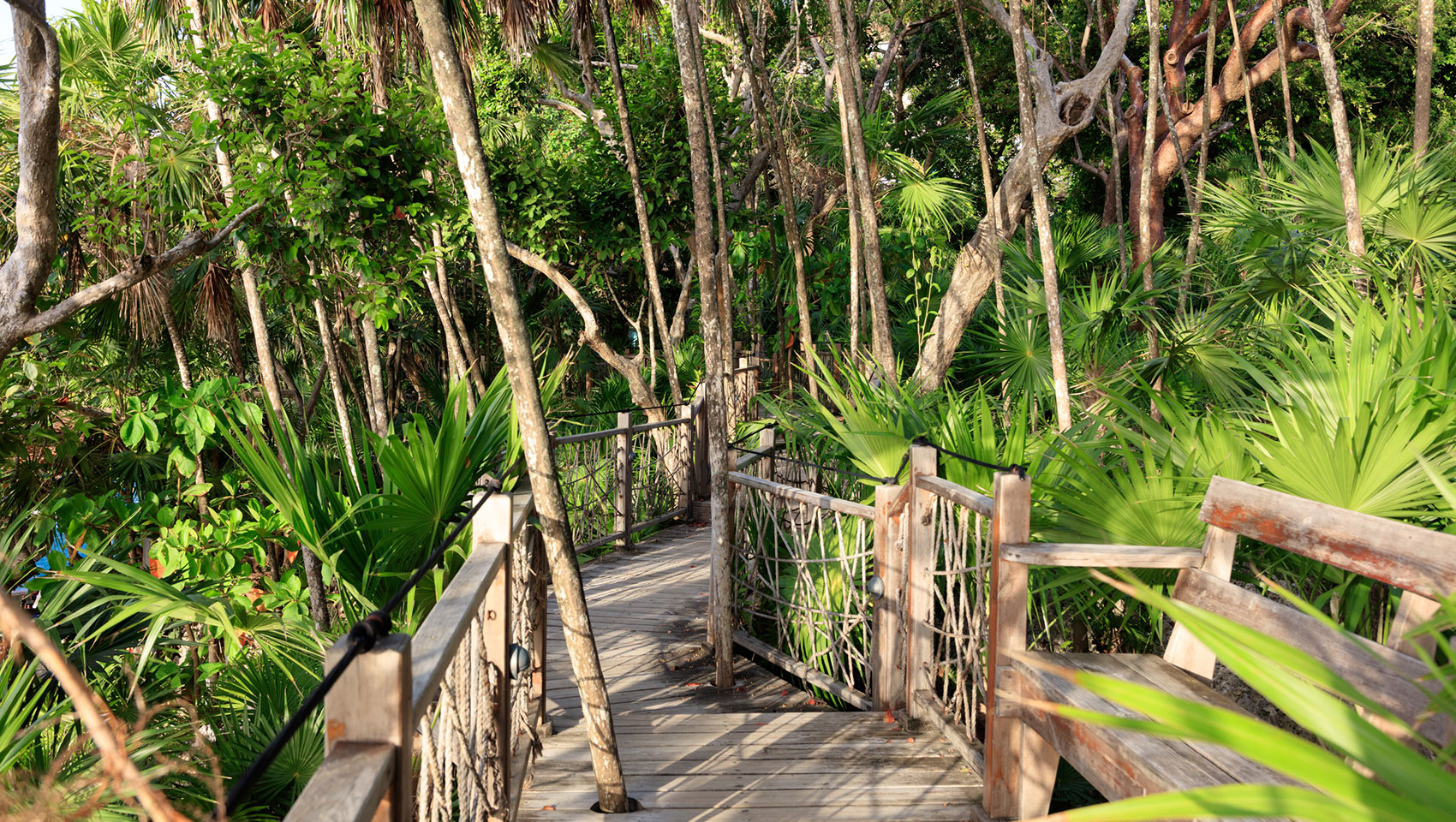 Jungle walk to the Green Flash Table