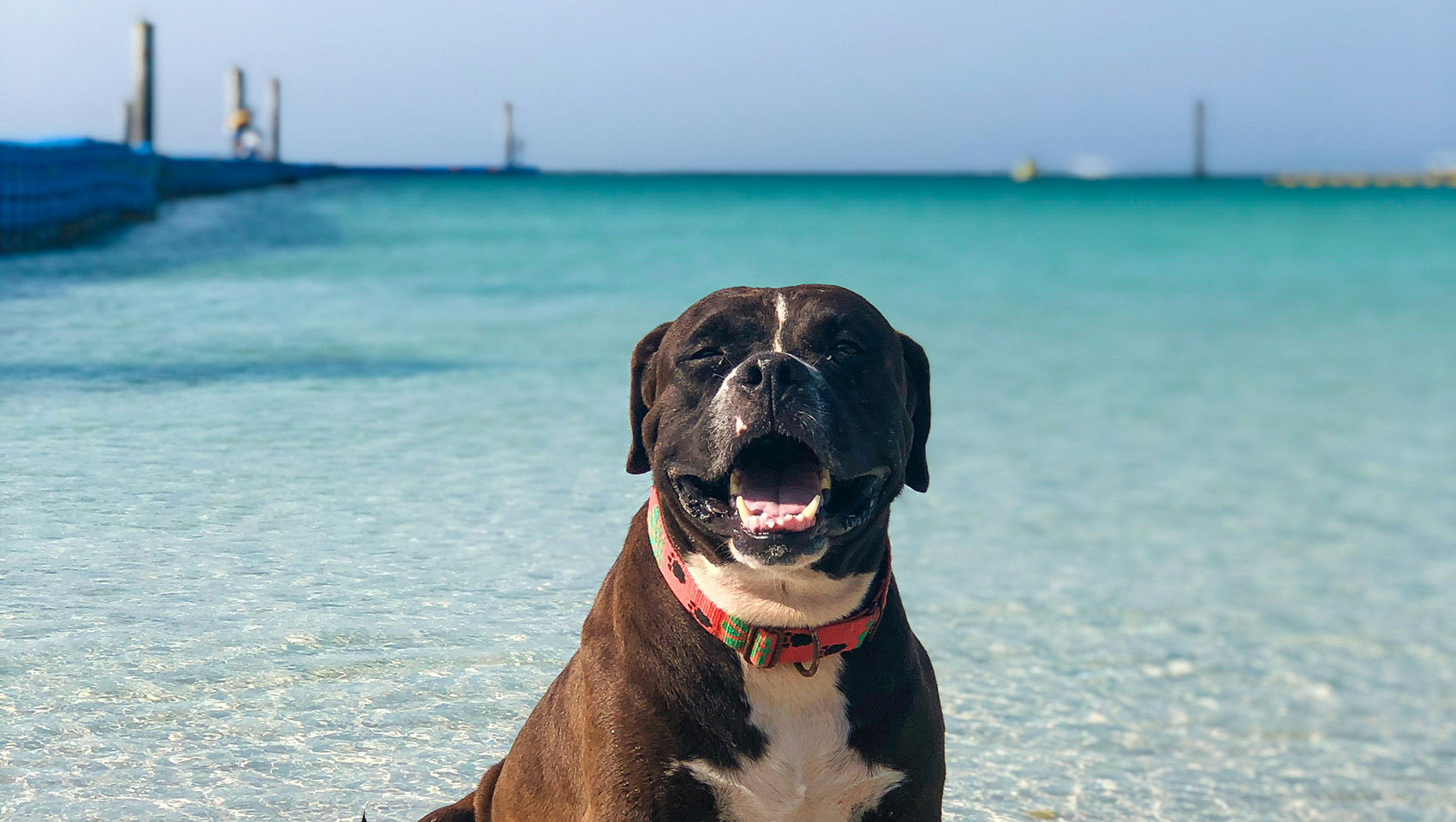 dalmation on the beach