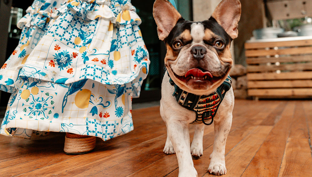 Dog being walked by woman in sundress