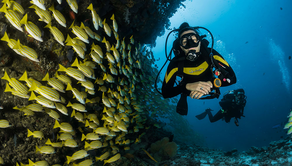 scuba diver swims among fish