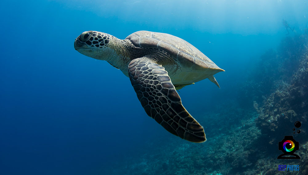 Sea Turtle