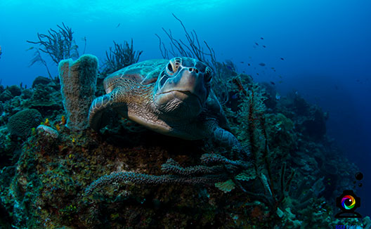 Sea turtle in the ocean